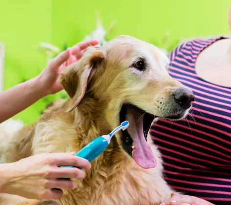Golden Labrador Retriever is getting their teeth brushed by the staff members.